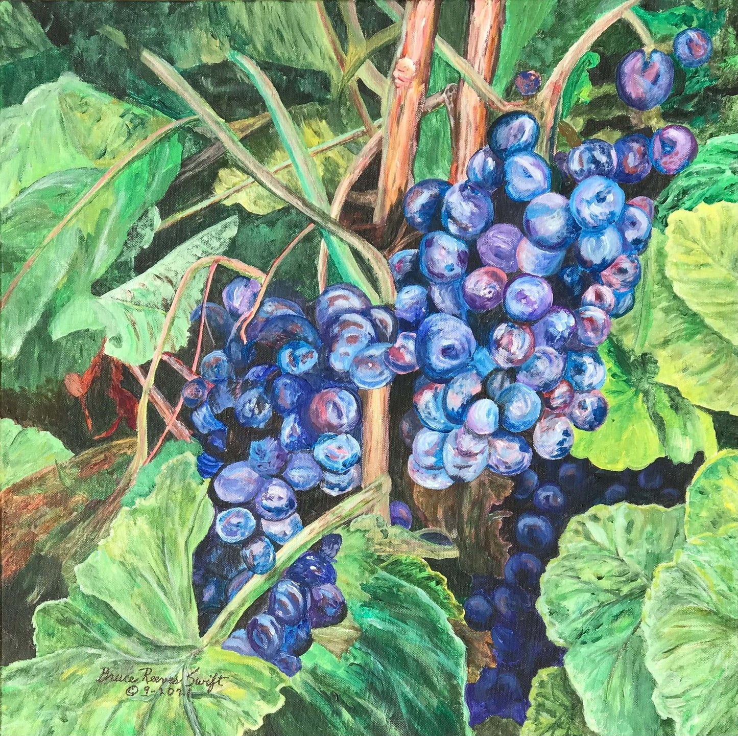 Reproduction - Wine on the Vine